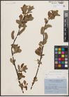 Foto von Salix caprea L. x Salix cinerea L.